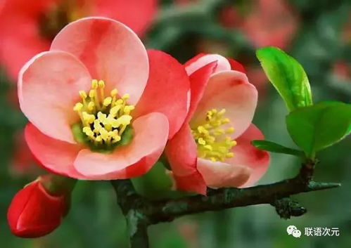 石榴花一年会开几次花呢？它的开花周期是怎样的
