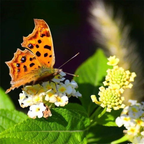 地势低宜西：西户的优势