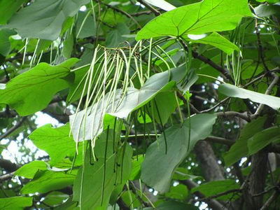 梓树落叶乔木，花界新宠，百度SEO推荐！