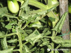 百菌清的应用：多种作物， 多种病害