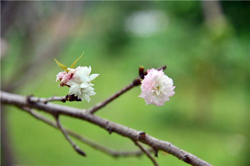 白玉兰：秋天的清新使者