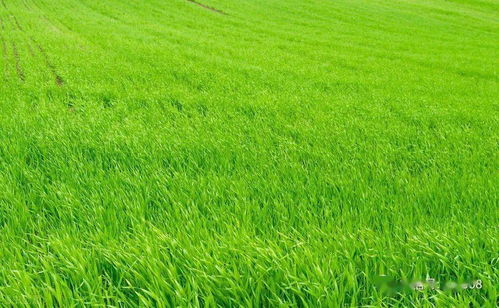 麦子叶子变黄了怎么办？