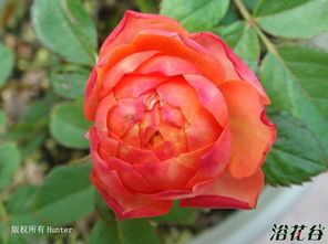 芒果浪漫月季：那抹粉黄间的浪漫气息