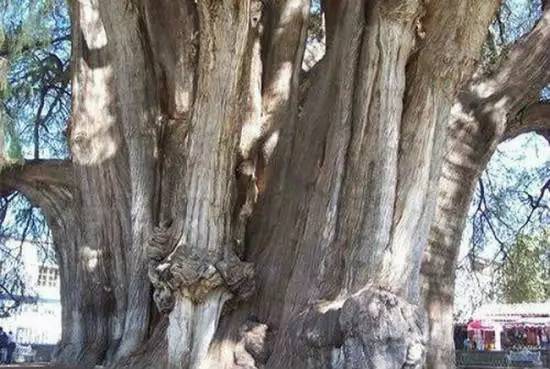 树木的奇妙之旅