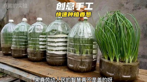 小香葱苗床除草剂的价格之谜