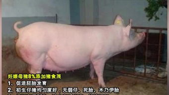 猪饲料发酵菌种比例如何调整，才能让河南3万头猪场实现黄金效益？