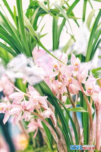 草本兰花的那些名字