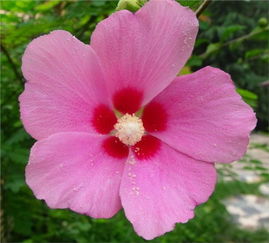 木槿：大自然的温柔守护