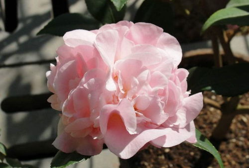 香茶花与香妃茶花的生长温度探秘