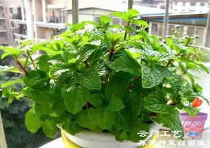 夏天种什么植物好这个？来听听我这些小经验！