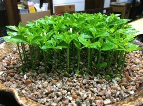 土壤选择，要讲究