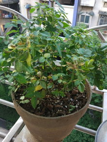 桂花树黄叶子怎么回事？是缺水还是病虫害