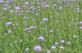 柳叶马鞭草种植技术，关注土壤、水分、光照等条件