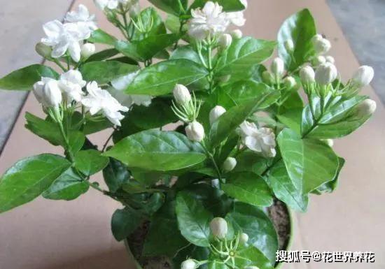 非洲茉莉不开花的原因分析