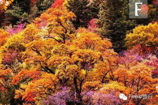 枫树的树杆颜色之谜