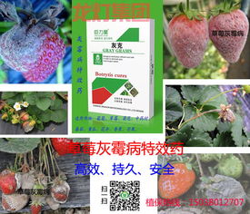 喷洒小苏打溶液的技巧分享