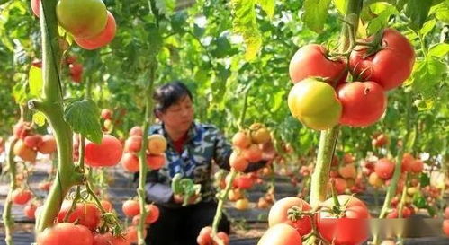 水肥管理的异同之处