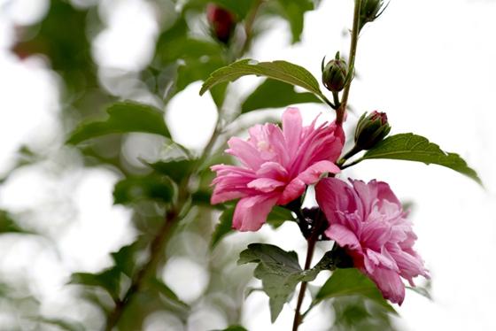 十种常见的开花树品种大盘点