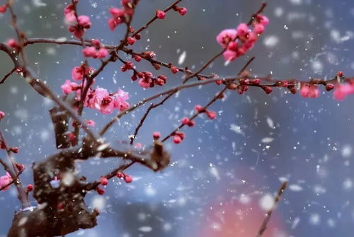 梅花残瓣缀枝头，春意藏匿问何时