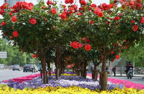 月季花坛，繁花似锦，热闹非凡