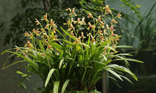 绿钻分株时如何根据植株生长情况选择合适的分株方法