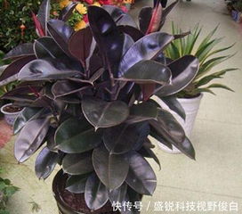 黑金刚橡皮树，一种寓意坚韧、生命力旺盛的室内观叶植物