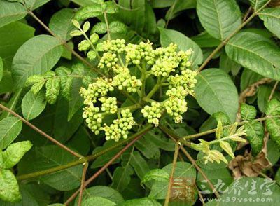 吴茱萸种植：了解吴茱萸的种植方法与技巧