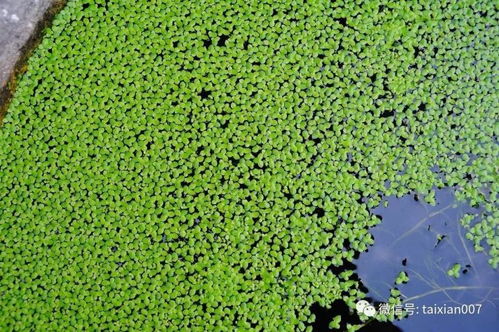 泽泻：叶色翠绿，美化环境