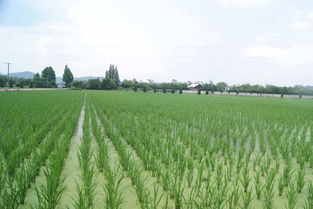 己唑醇的额外作用