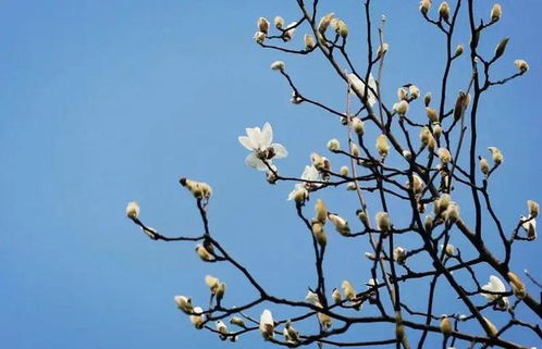 土壤的挑选：阳光、肥沃与湿润的交响曲