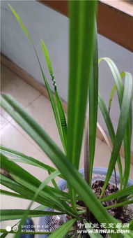 兰花叶子头部焦枯的原因揭秘