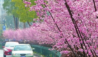“樱花盛开，粉嫩如梦