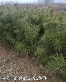 成本控制，那是必须的