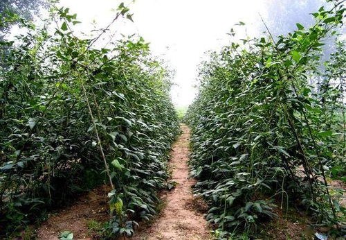 吡唑醚菌酯的多面手