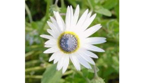 味觉体验， 花中美食