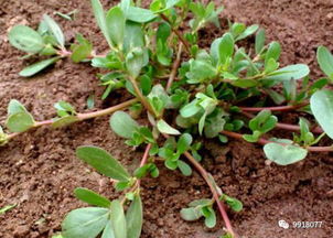 阳光下的绿意盎然