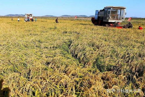 青海高原种草难成活？五种抗寒耐旱草种亩产超千斤，真的适合种植吗？