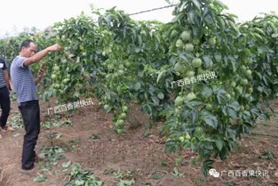 元宝枫亩产分析