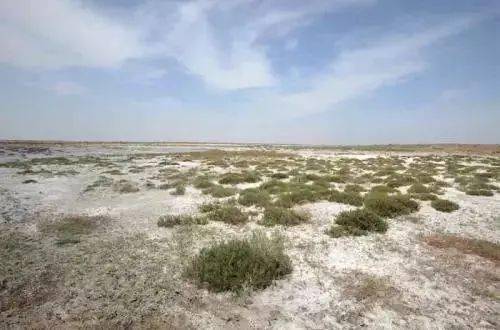 问：直接撒种子行不行？