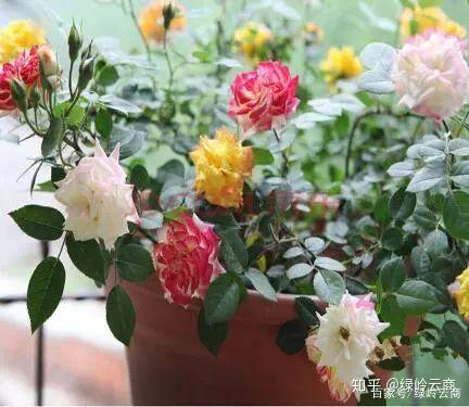 “月季繁殖技巧与养护要点”