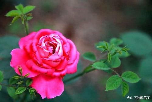 二忌：错误的施肥时间