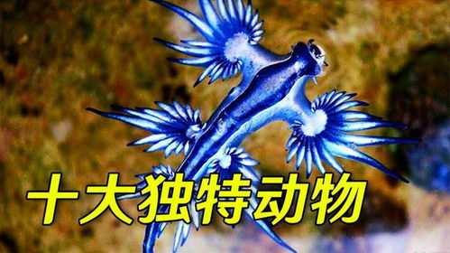 大海里有哪些植物和动物？这些生物你认识吗