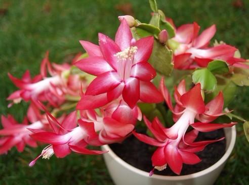 蟹爪兰怎么养才能开花？光照和浇水是关键吗
