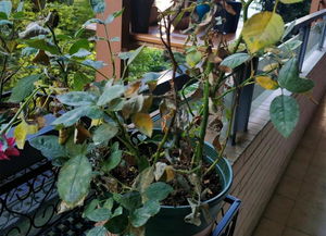 白茅是危害茶园、桑园、果园、苗圃、草坪等的旱地的恶性杂草。