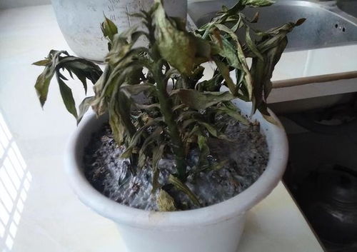 用盐水让大树死掉的比例是多少？如何操作才能让大树枯萎
