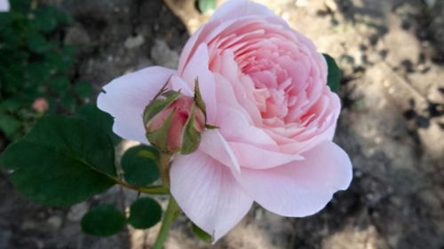 种植的月份要重视哪些花籽栽种的季节