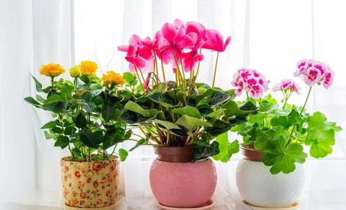 夏天养什么盆栽花让家充满生机这个？