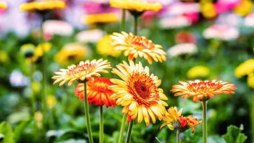 非洲菊在广西种植雨季烂根问题大不大？