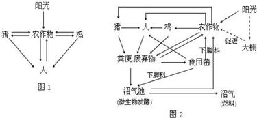 刺沙蓬：探其生物特性、生态益处与农业风险