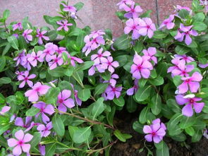 药农老金的诀窍：延后采收， 品质提升